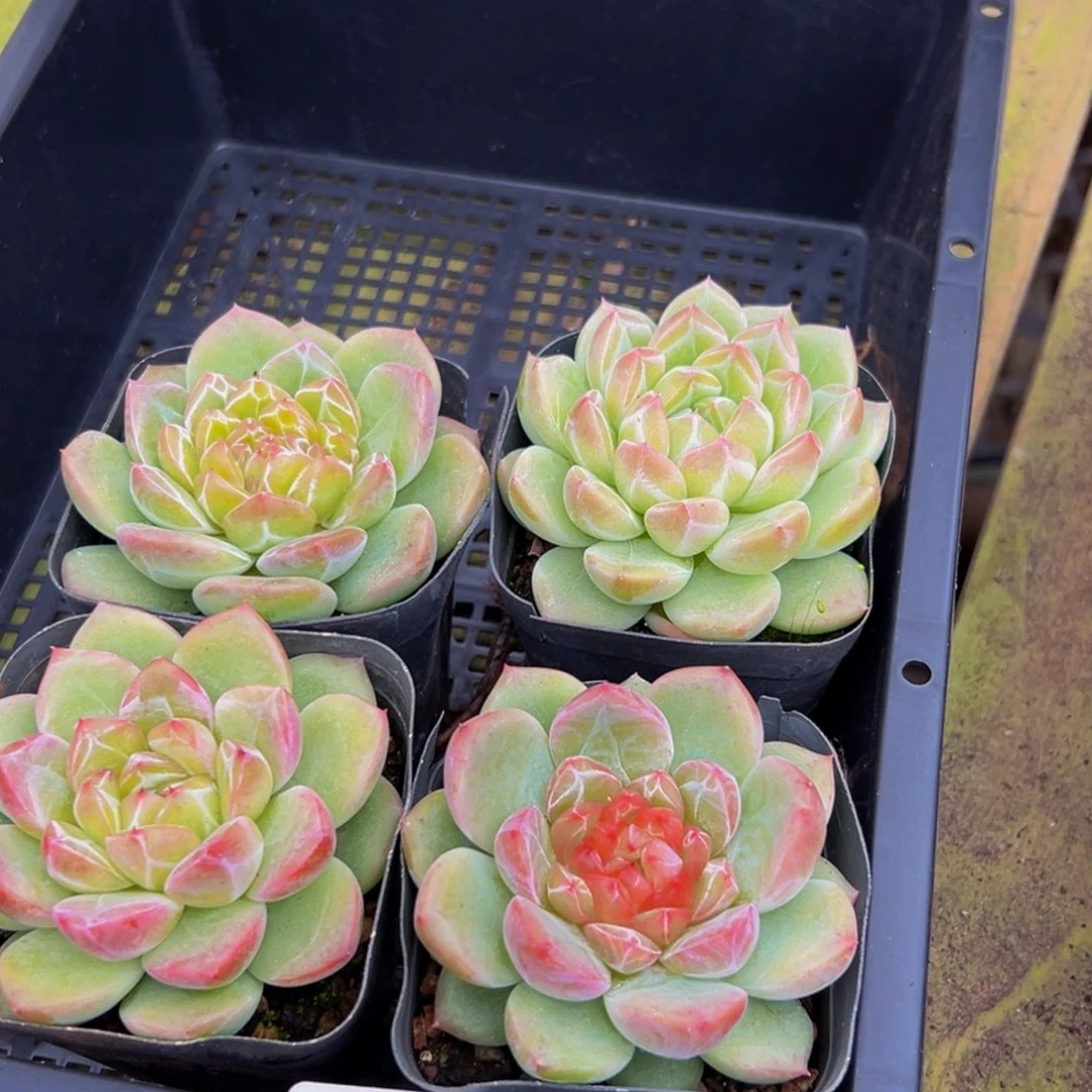 猫***林924点点滴滴方法风风光光