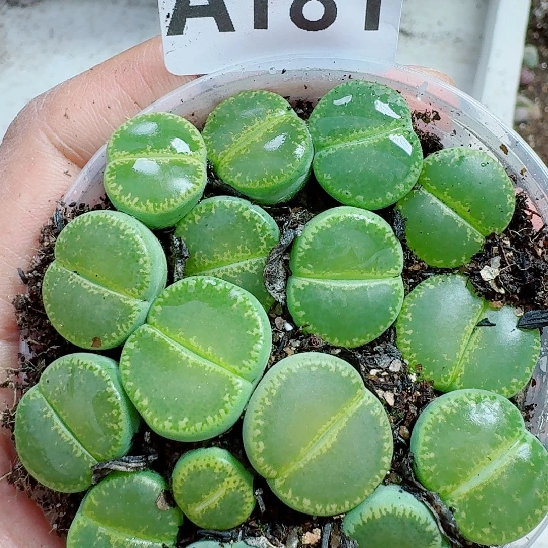 181多肉植物多肉植物