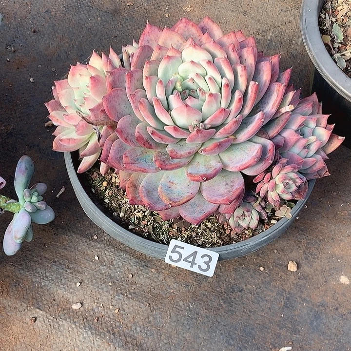 543卡罗拉 一物一拍多肉