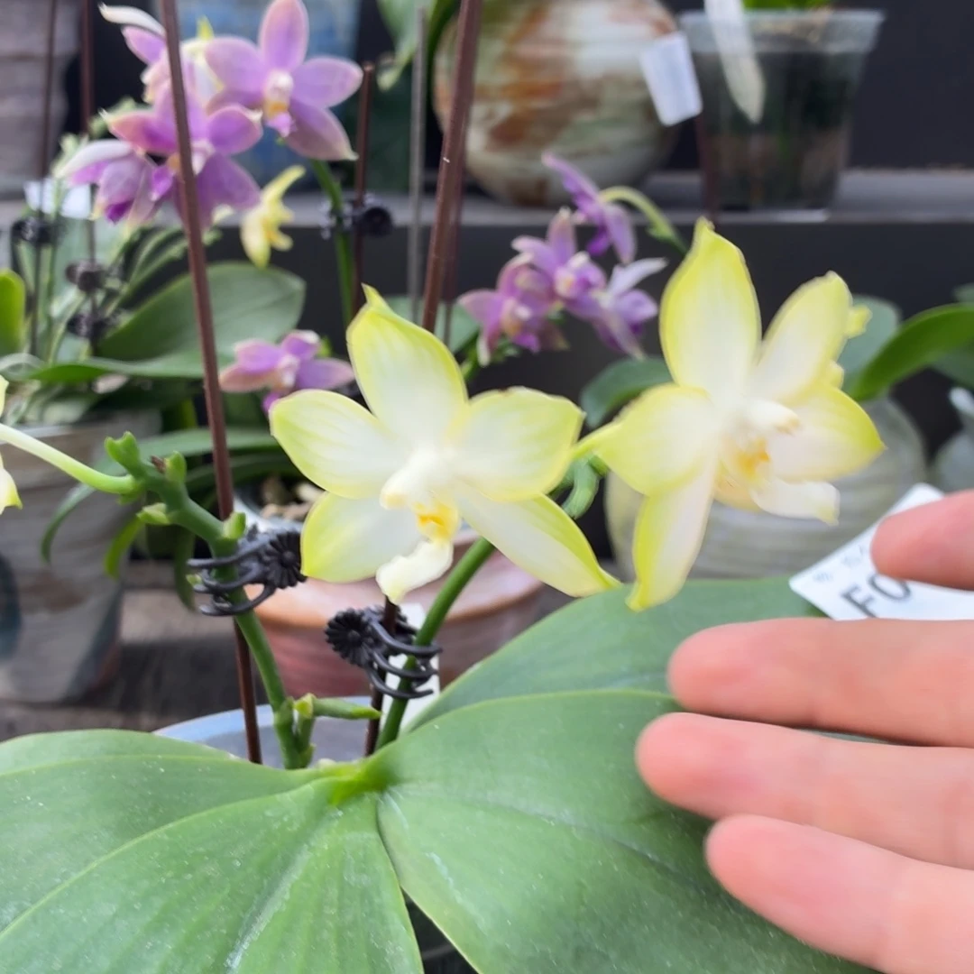 当前无花朵，栽培后可花朵l560瑕疵三寸ys1181