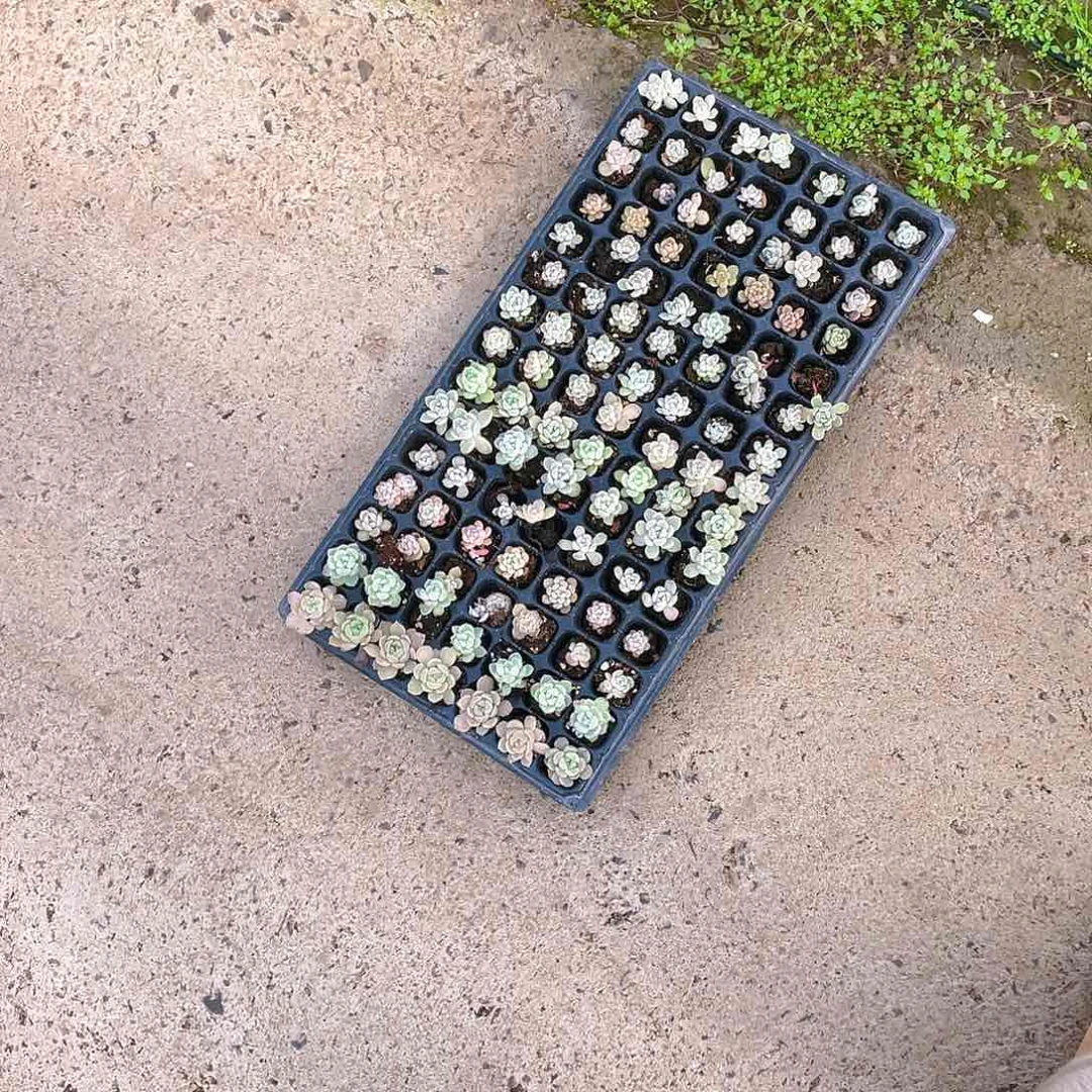 巫拉拉105个不同穴一个满25包邮