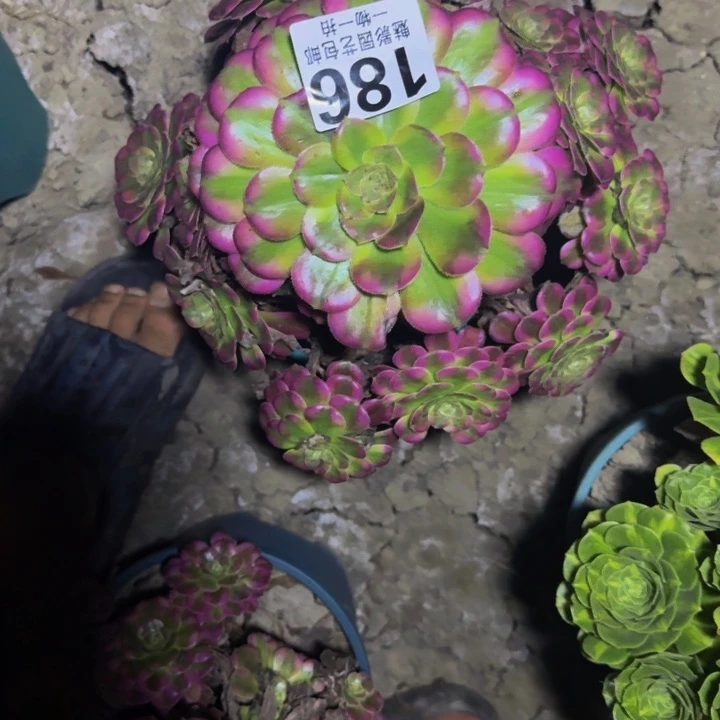 粉瞳花30-51包邮花花