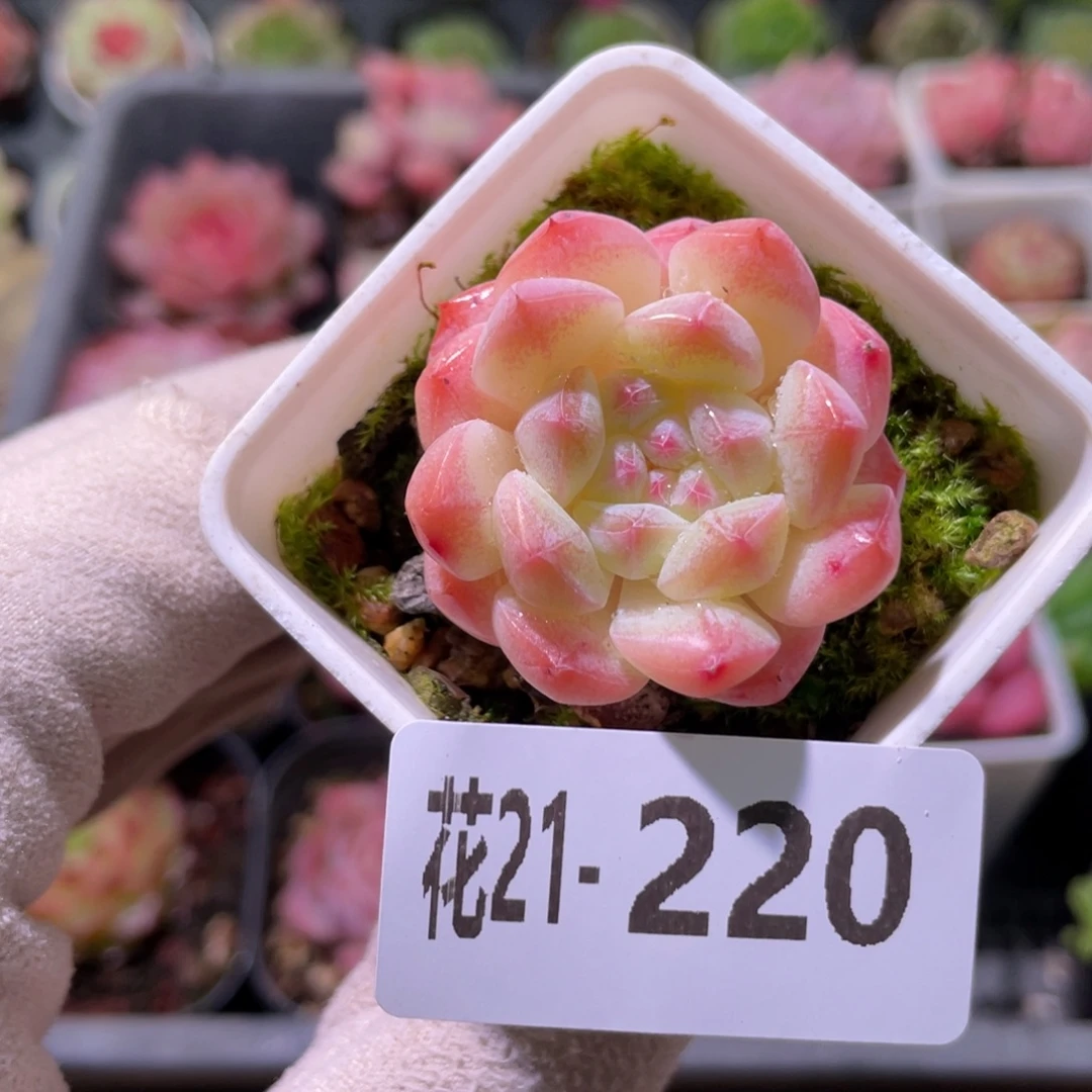 花利美21-220白桃汽水