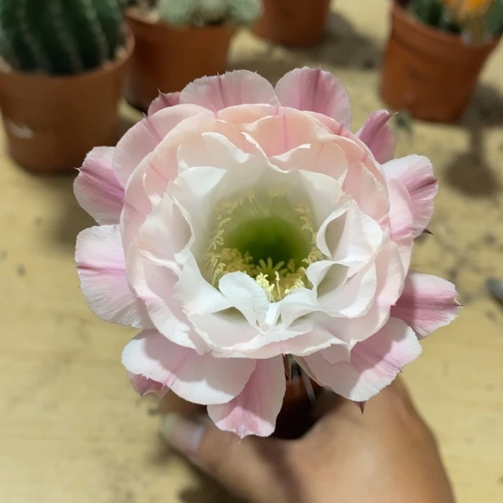 ?***?彩草仙人球系列