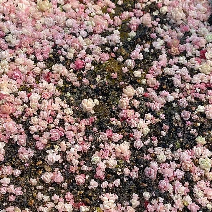 34 多肉植物盆栽花卉植物