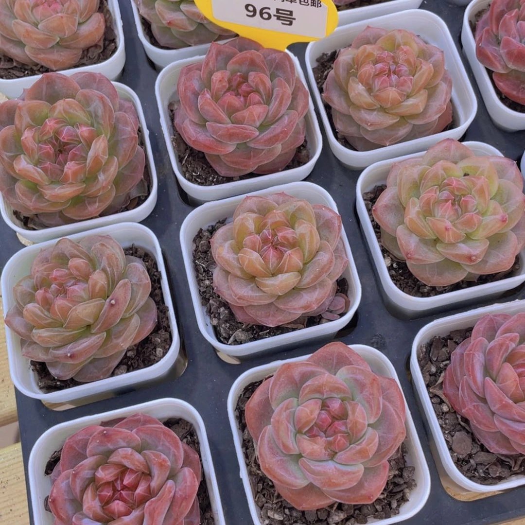 96号 水晶钻石琥珀单头一个