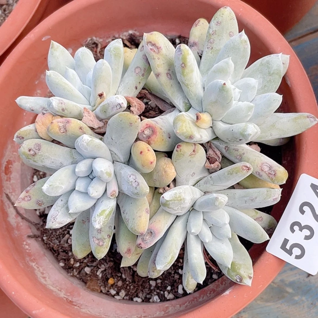 【闪购商品】拇指拇指