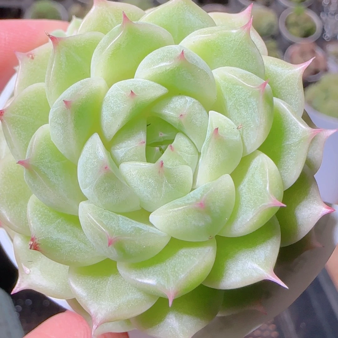 花语逸镜1103-361