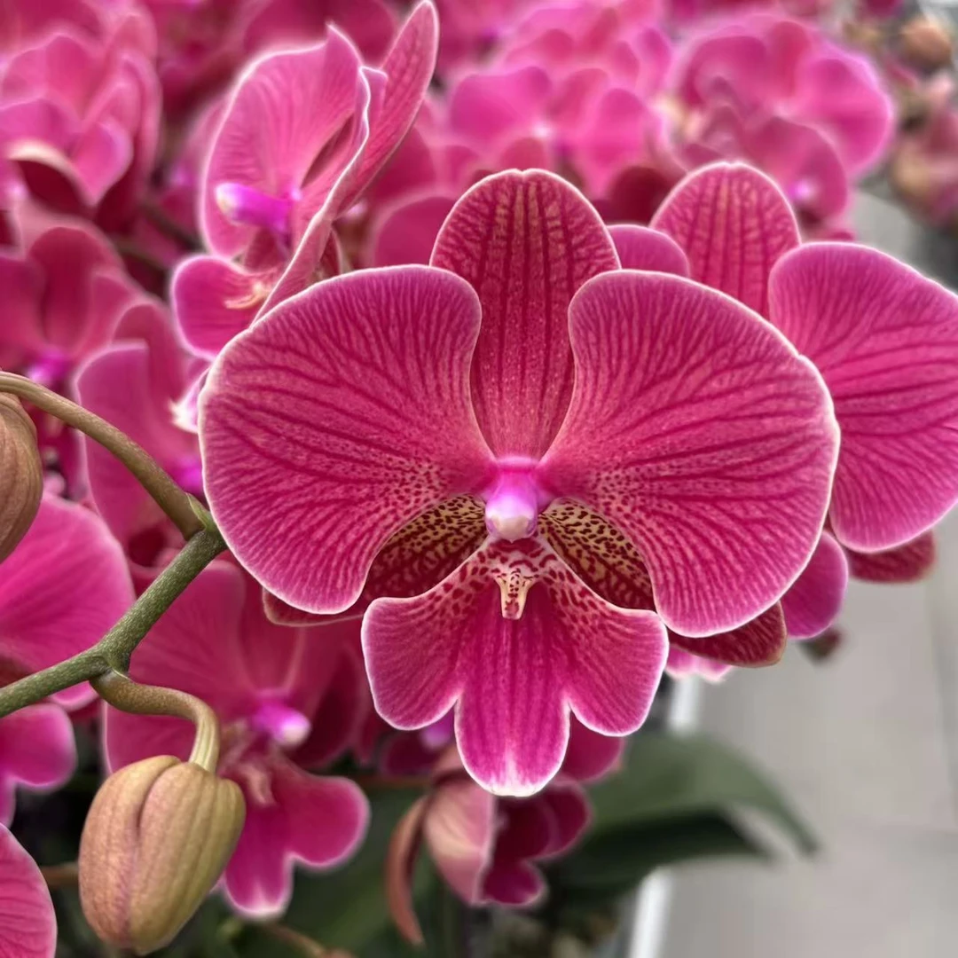 (花木兰)蝴蝶兰花卉鲜花高级观花卉