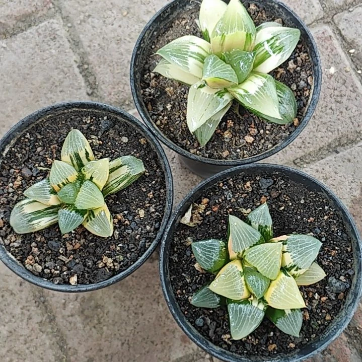 三颗锦多肉植物原盆土