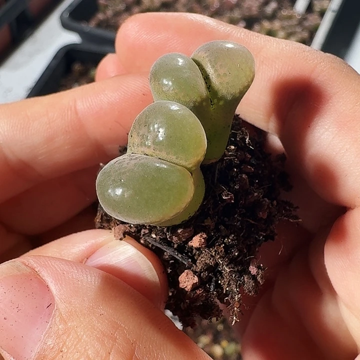 多肉植物福利风铃捡漏117