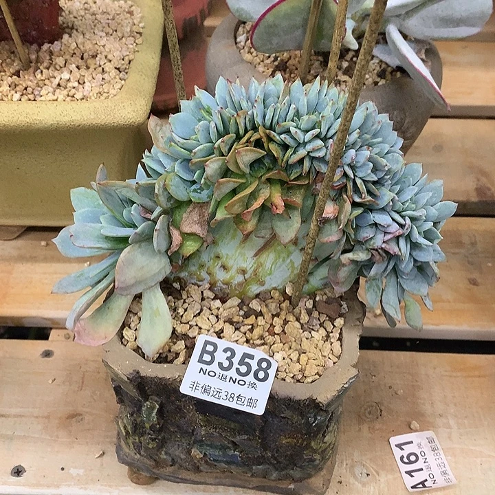 暮光之城缀化 358 需要延迟发货