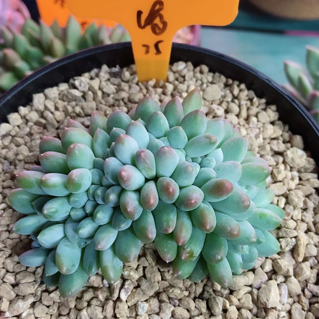 【闪购商品】八**了奶糖缀