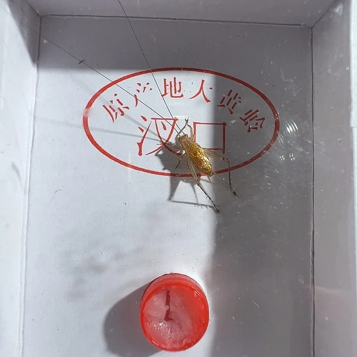 漂亮一只大黄龄合适