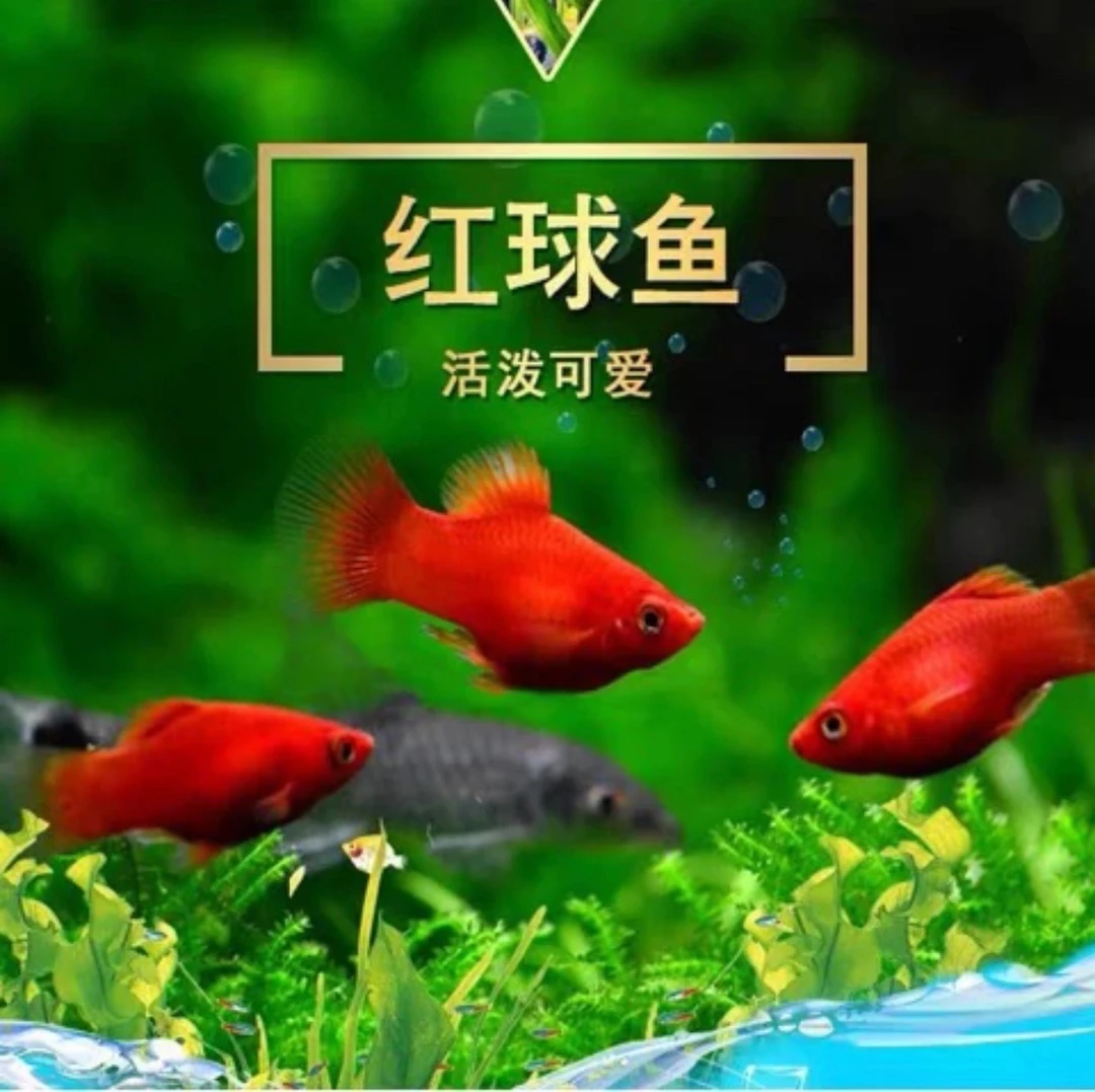 红太阳球渔场直发