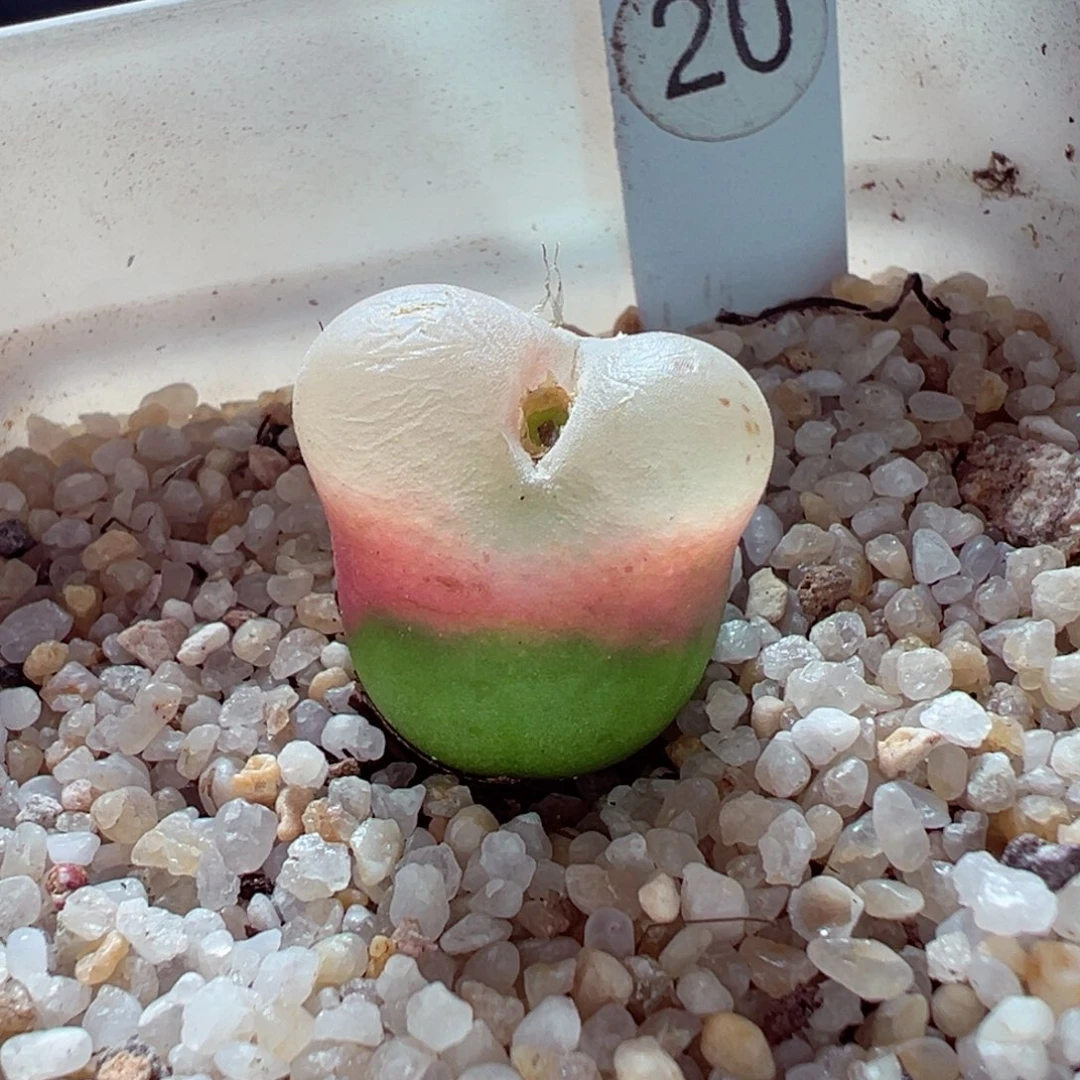 1205-729多肉多肉荔枝毛