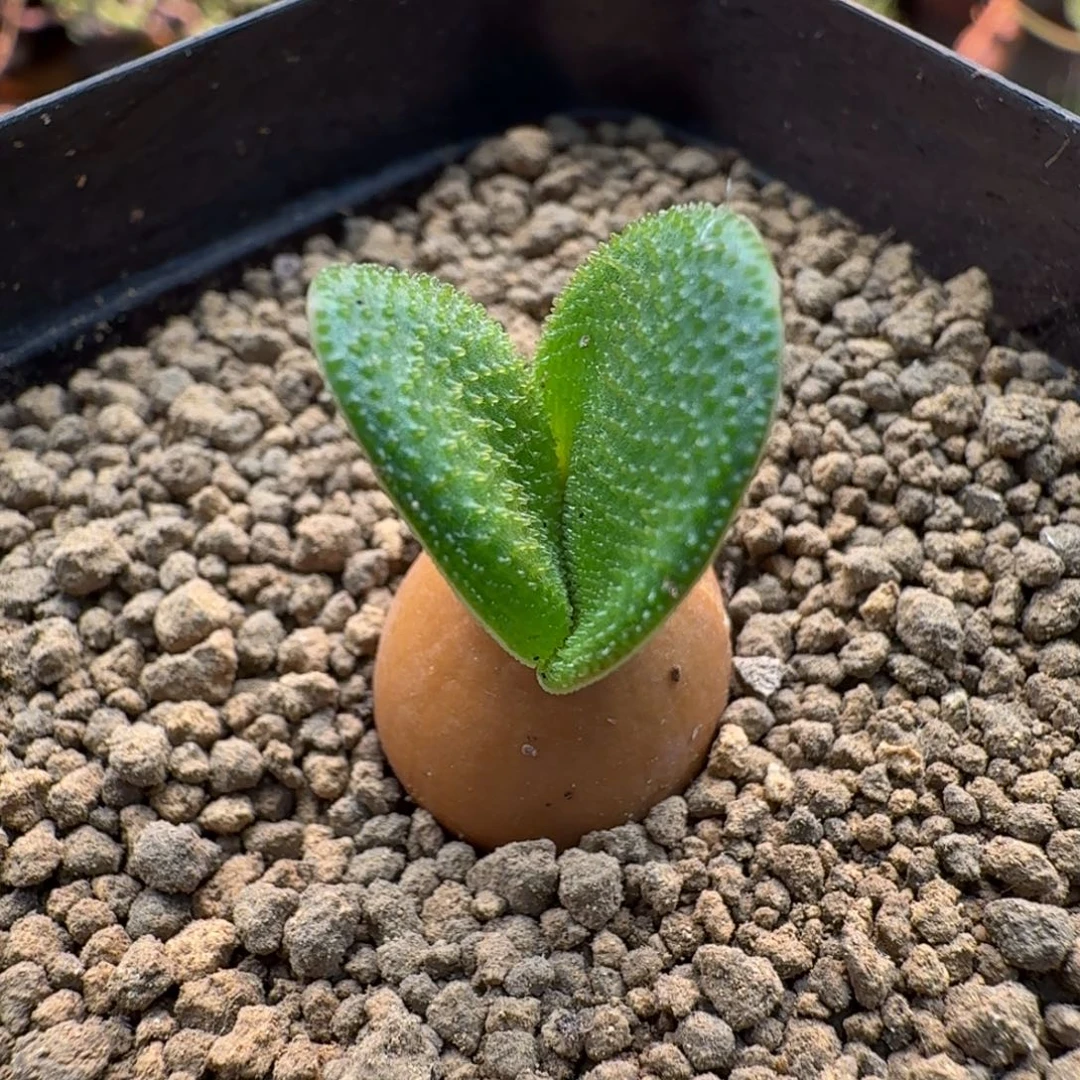 泡叶钢锉灯台百合133