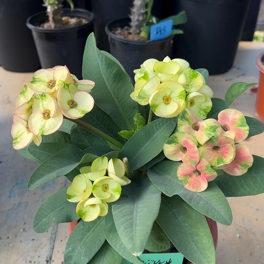 闪闪发光泰国大花虎刺梅