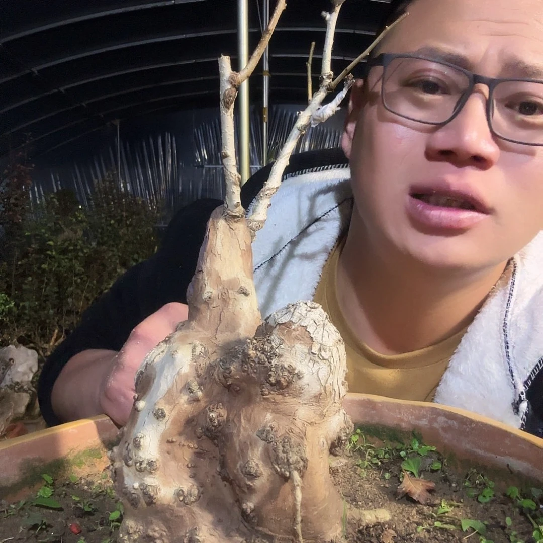 航***国当前无花朵，栽培后可花朵