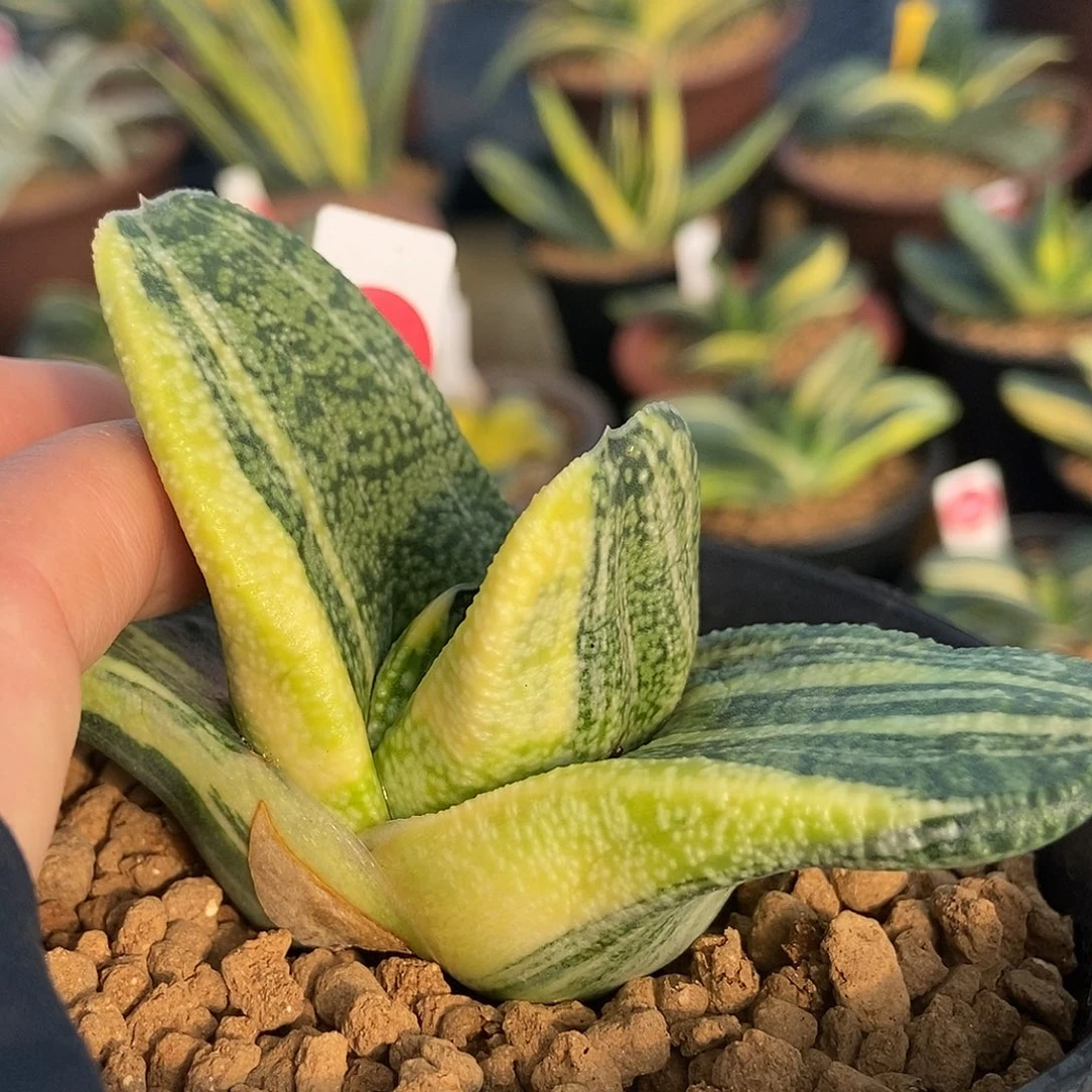 299卧牛转实生锦大白釉超级短厚带盆发货