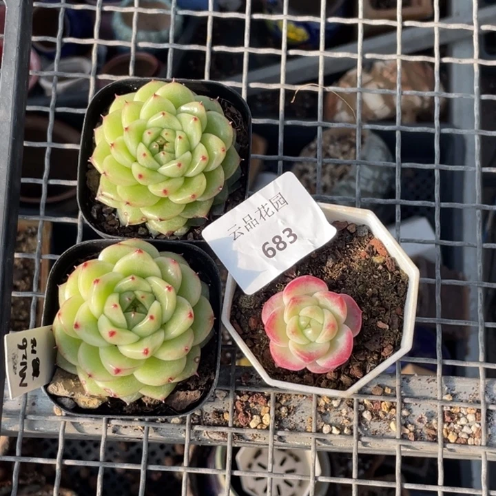 嫊****683号糖心冰心珍妮3