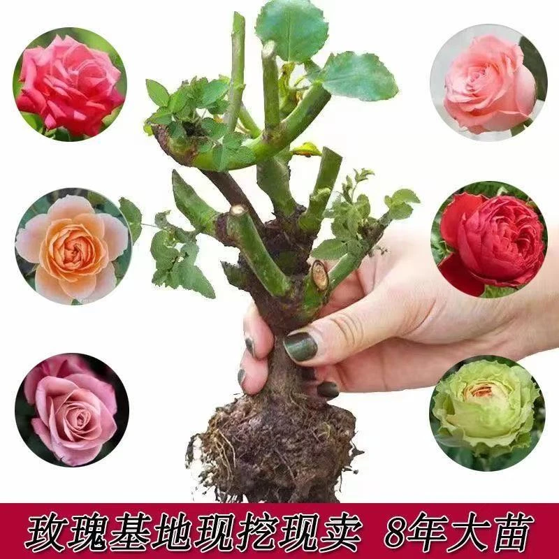 （新店福利）云南玫瑰花苗四季开花浓香大花玫瑰老桩室内外好养易活