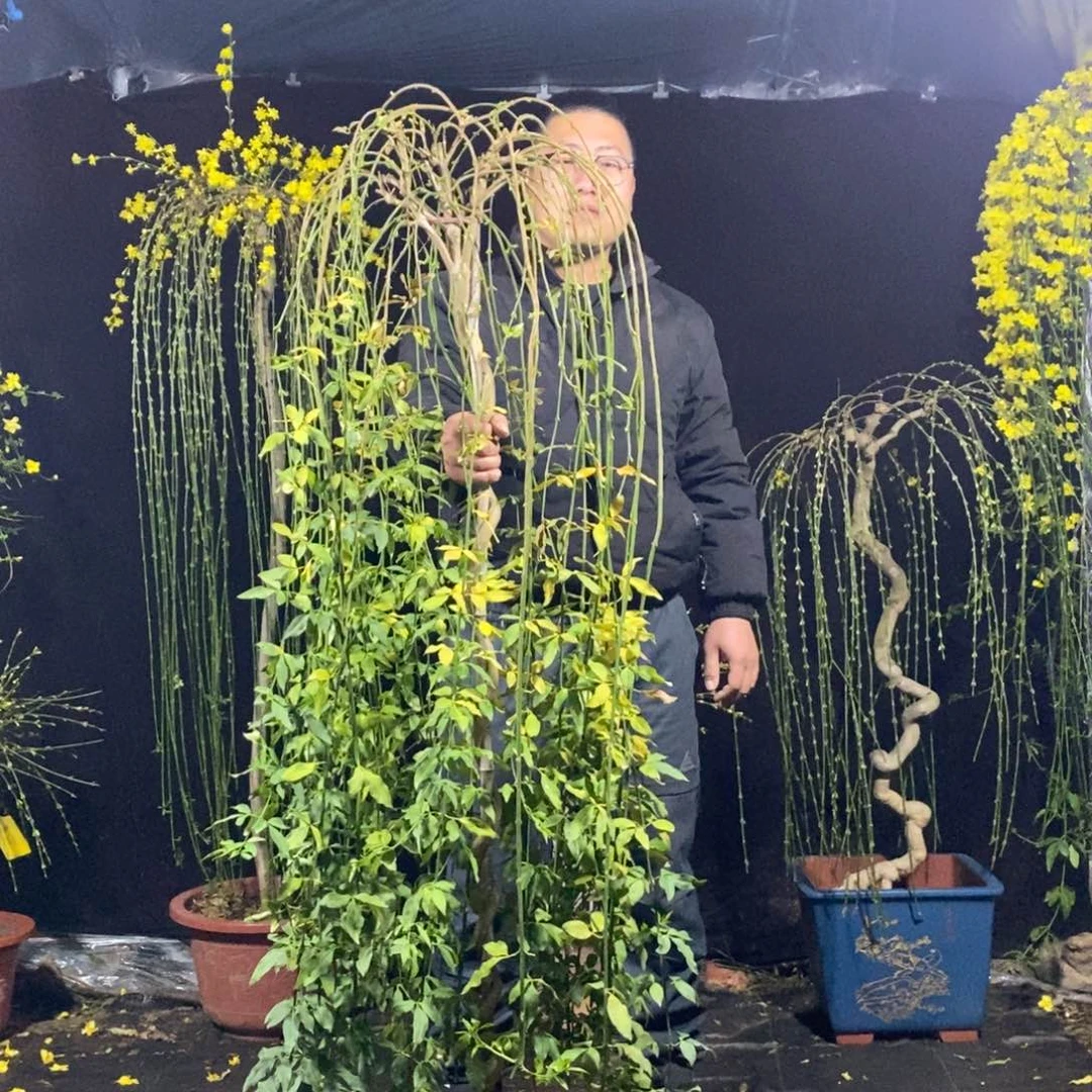 探春花，一物一拍