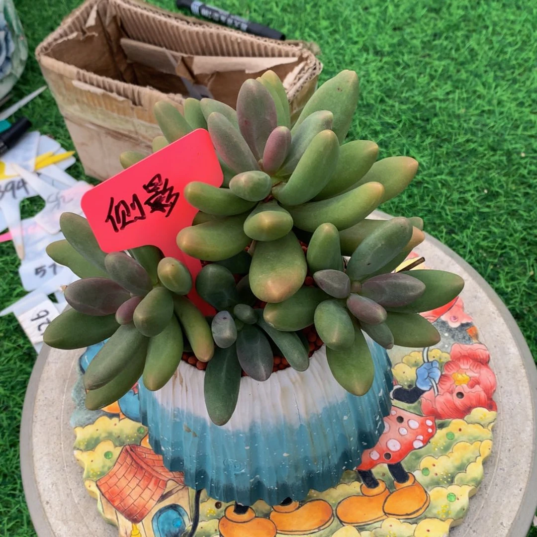 掐***哥谈过美人多肉植物6272772