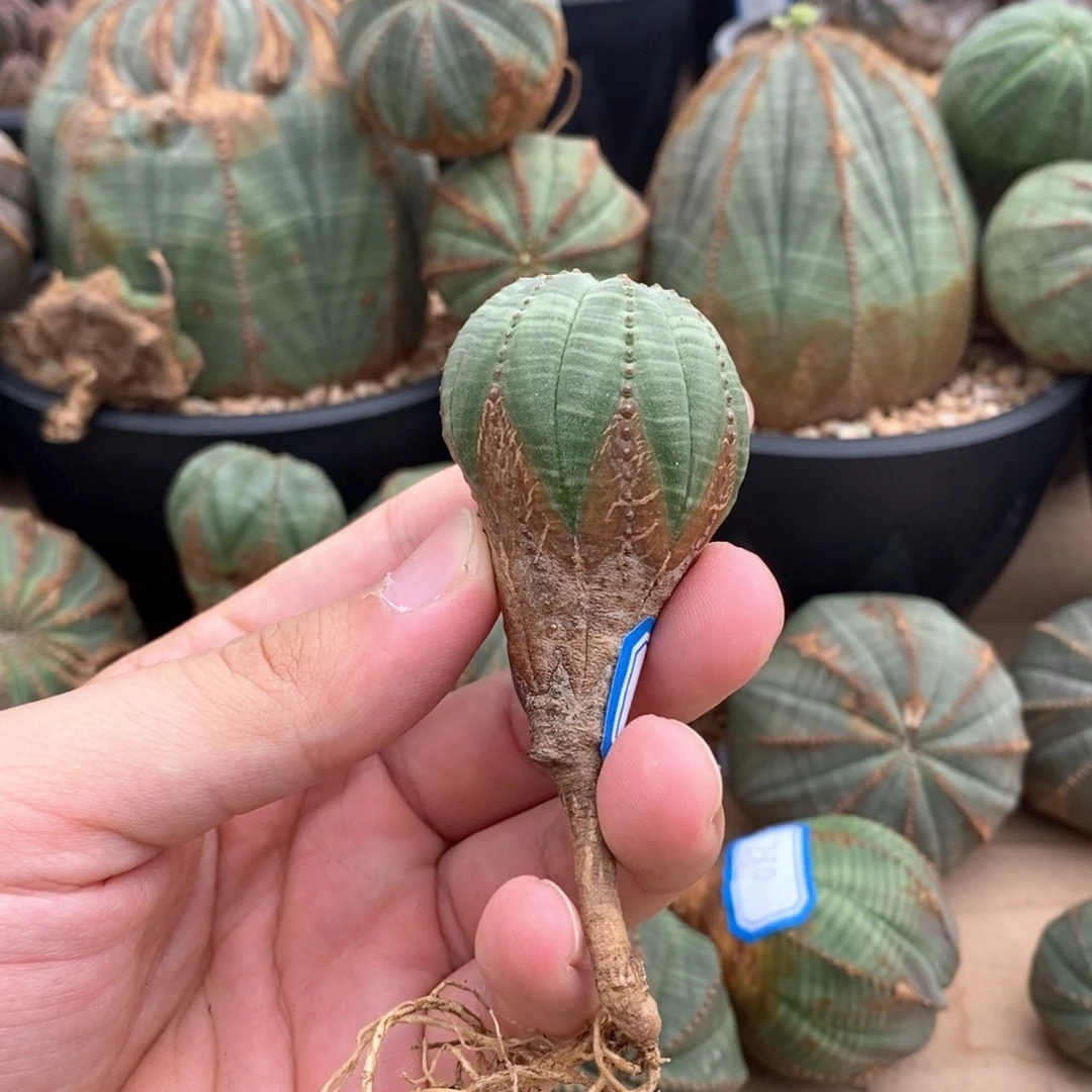 26 欧系实生布纹球多肉植物