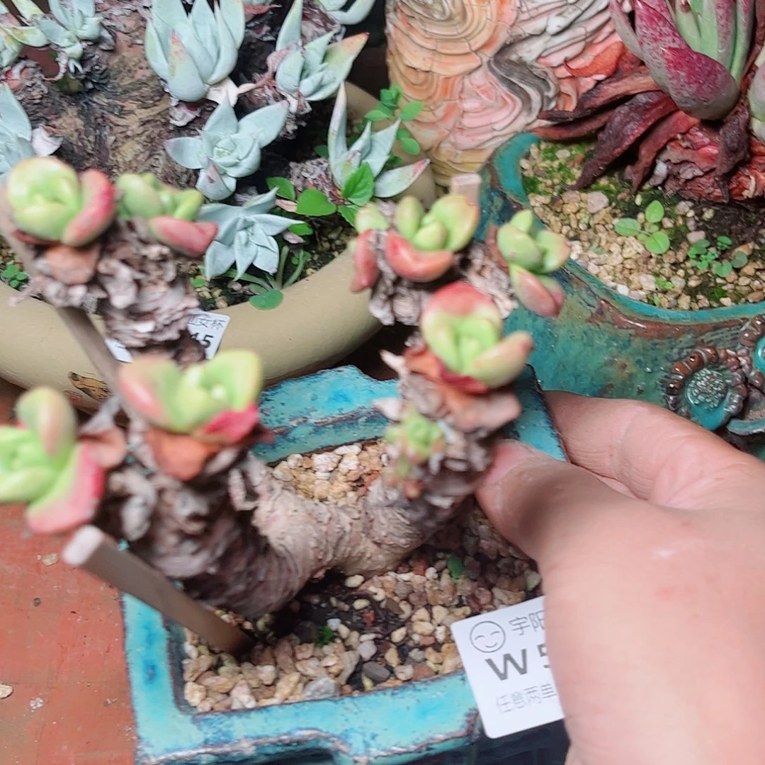 5546青冈苹果叶多肉