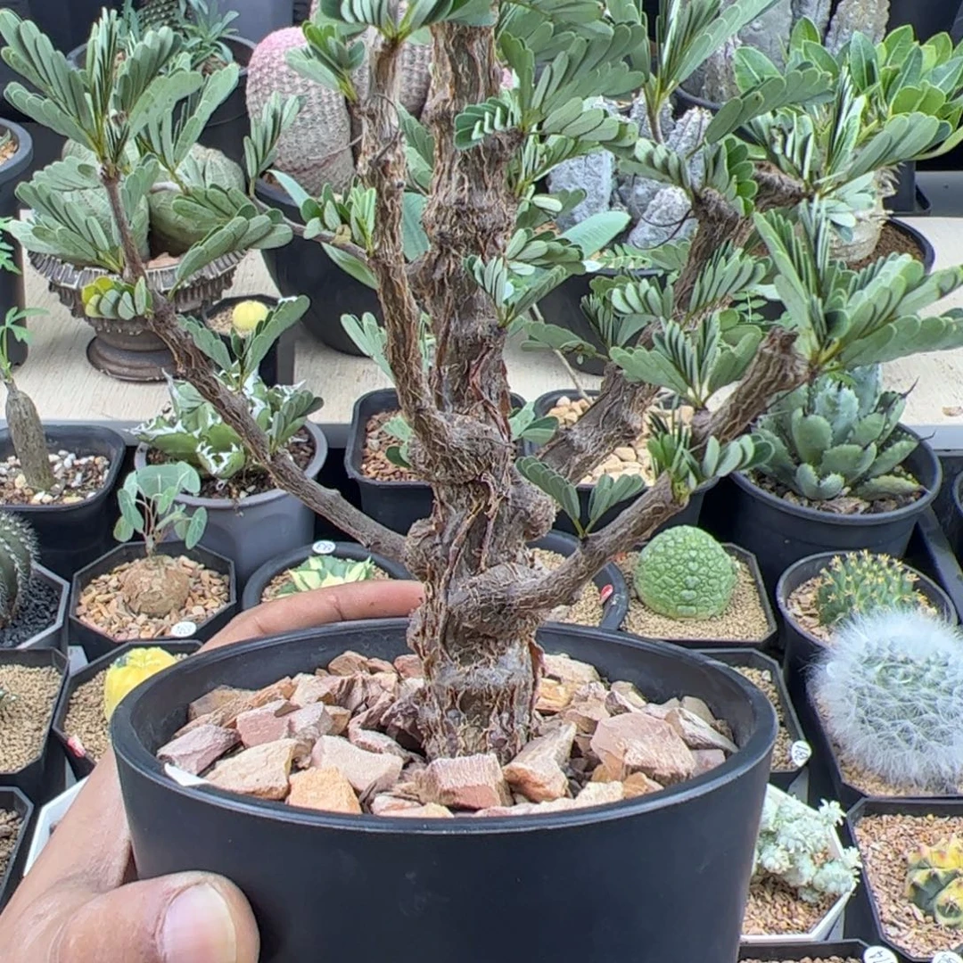 沙漠苏木一物一拍带盆发