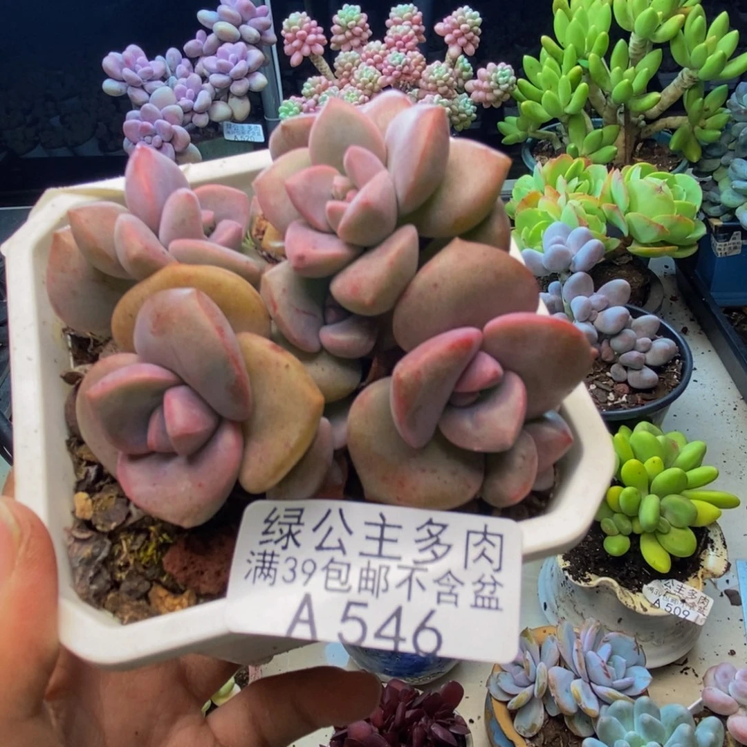 546彩虹糖多肉8cm