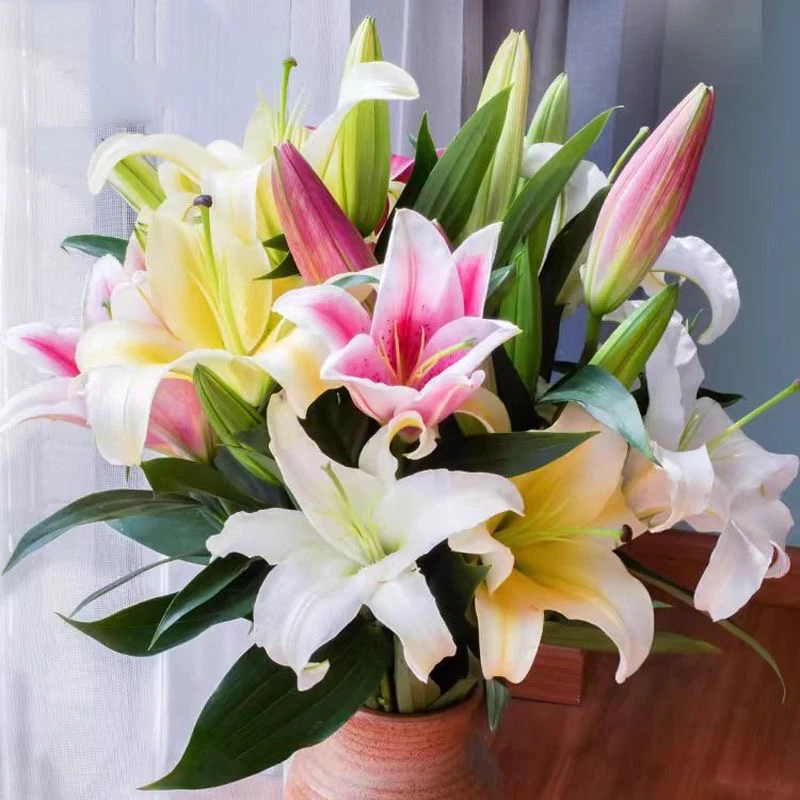 (爆款混搭)香水百合鲜切花红粉百合家用鲜花家庭送礼云南基地直发