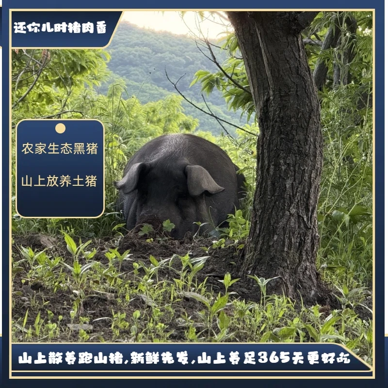 竞拍链接 -现切现称顺丰冷链包邮黑毛猪新鲜猪肉