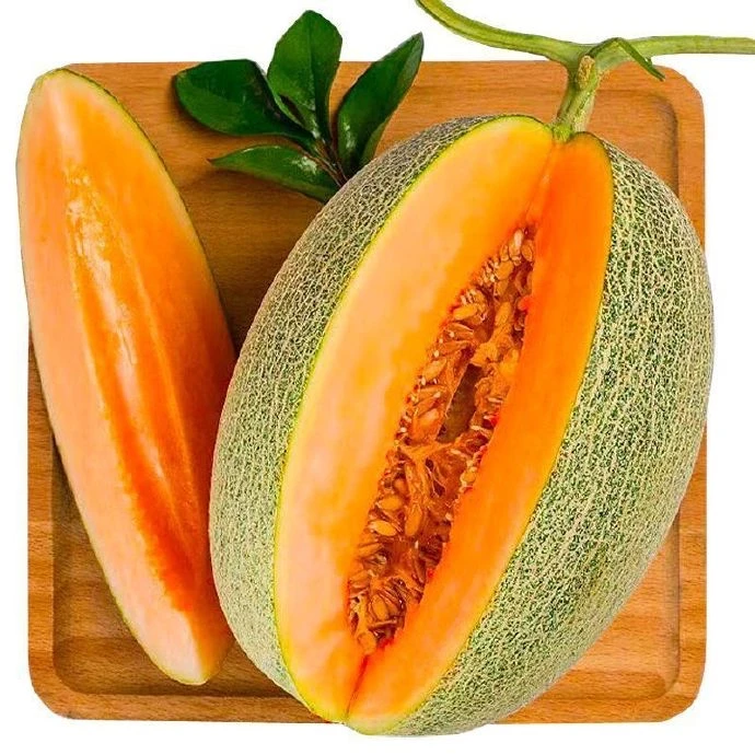 海南哈密瓜 现摘现发