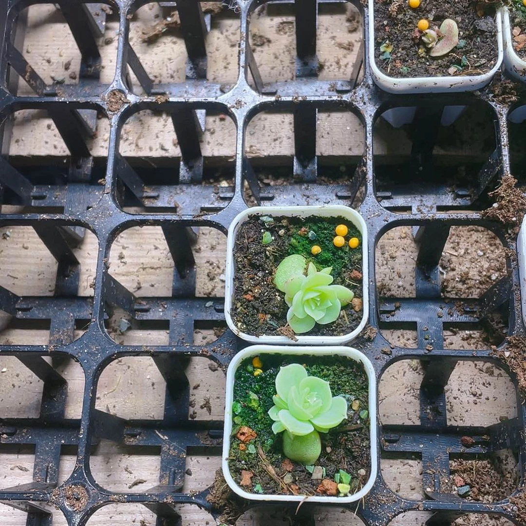 虾饺盆一个满25包邮