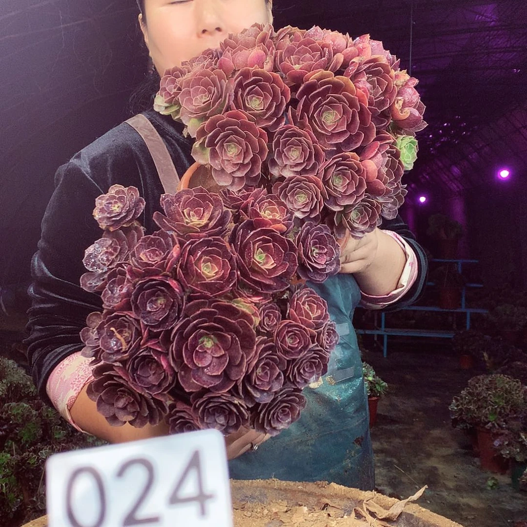柒柒精品多肉脱土发货不包断侧枝处理024