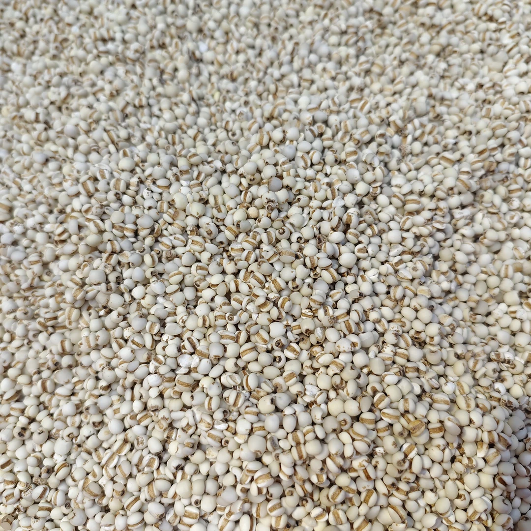 ［珍珠薏米］可煲汤煮水