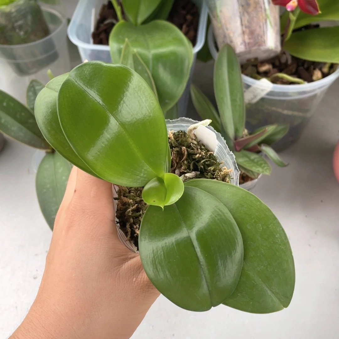 当前无花栽培后可以开花（无根）盾交黄故事分生抽梗苗一颗、根晃