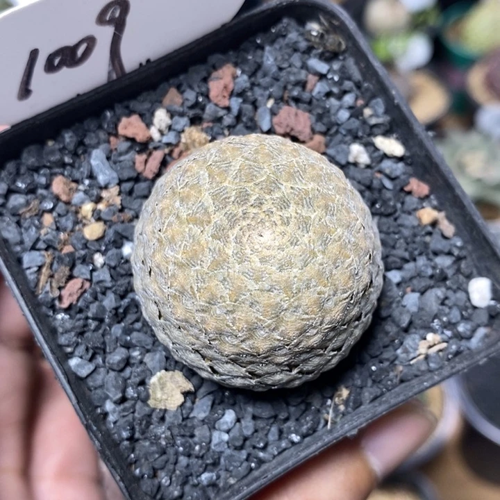 鱼鳞大戟1009号4cm
