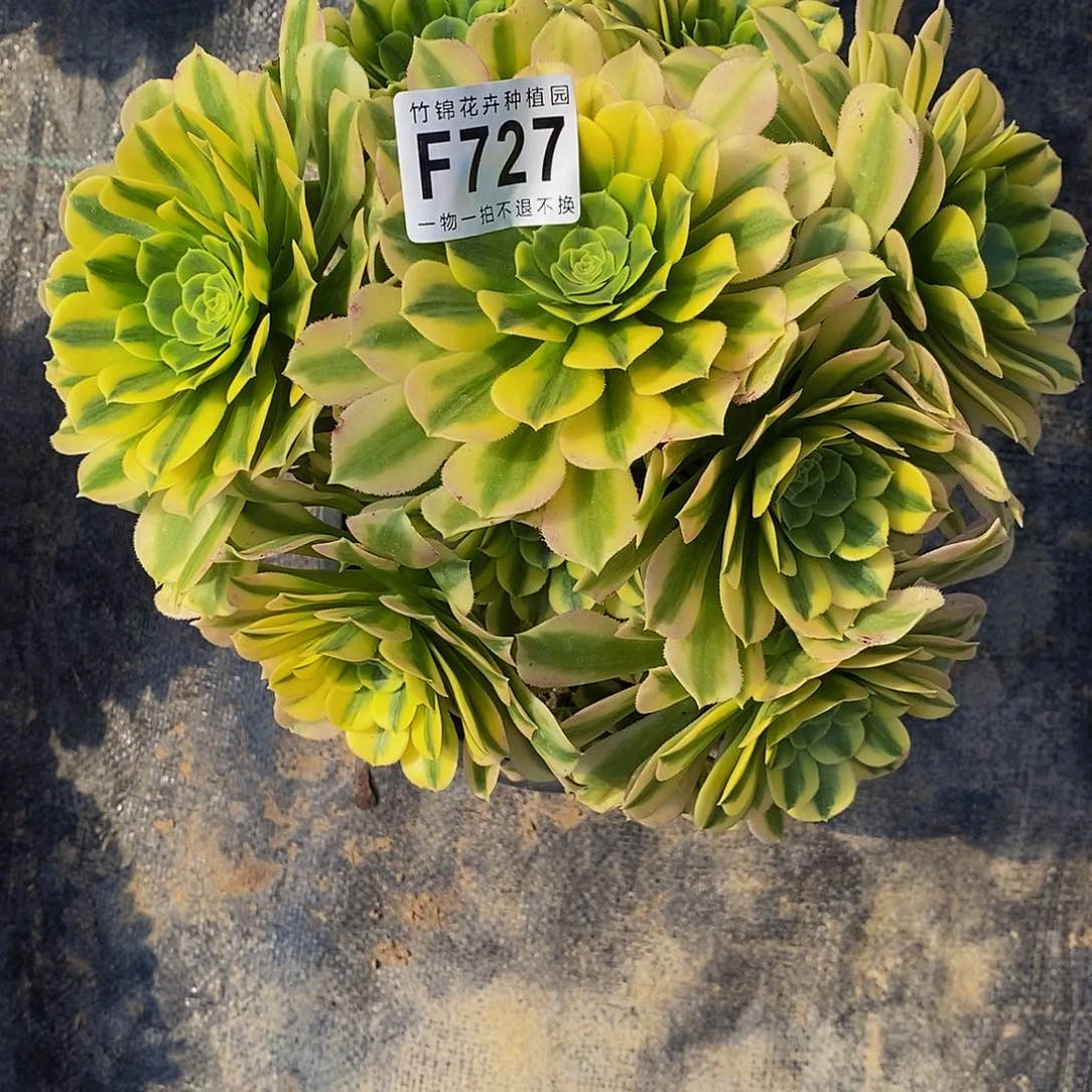 悠**得727金丝妖杆一棵丛林