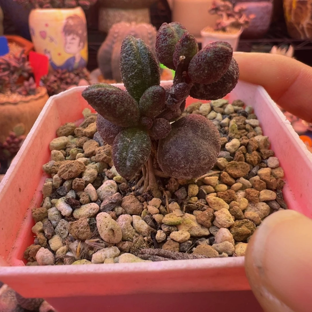 一组自拍，感谢支持