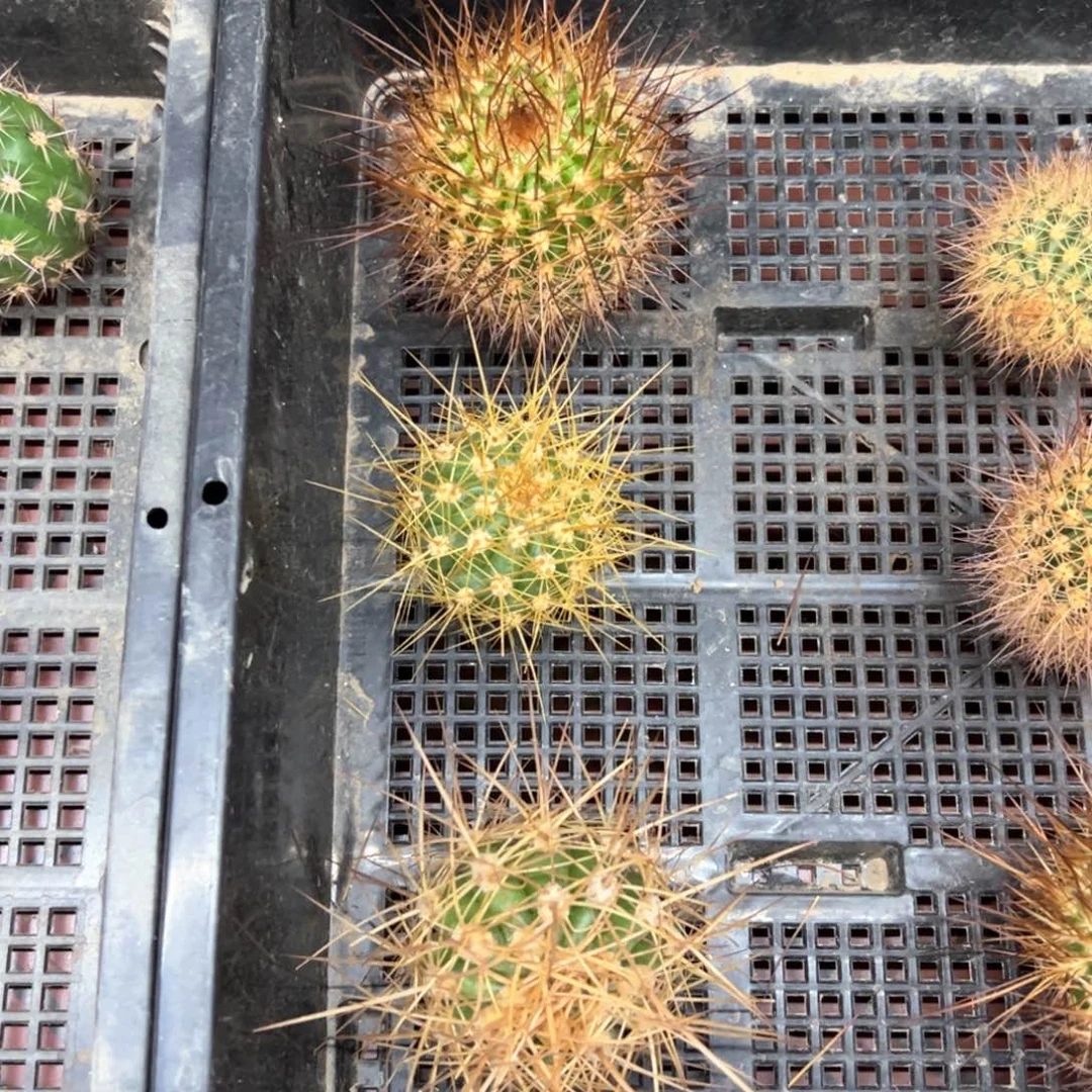 极光克斯汀杰作侧芽