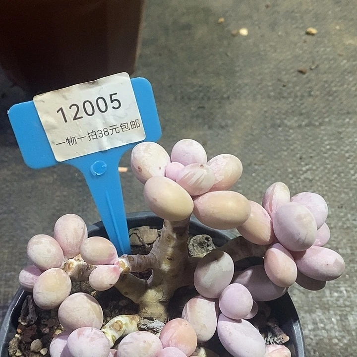 胭脂精品多肉彩虹奶