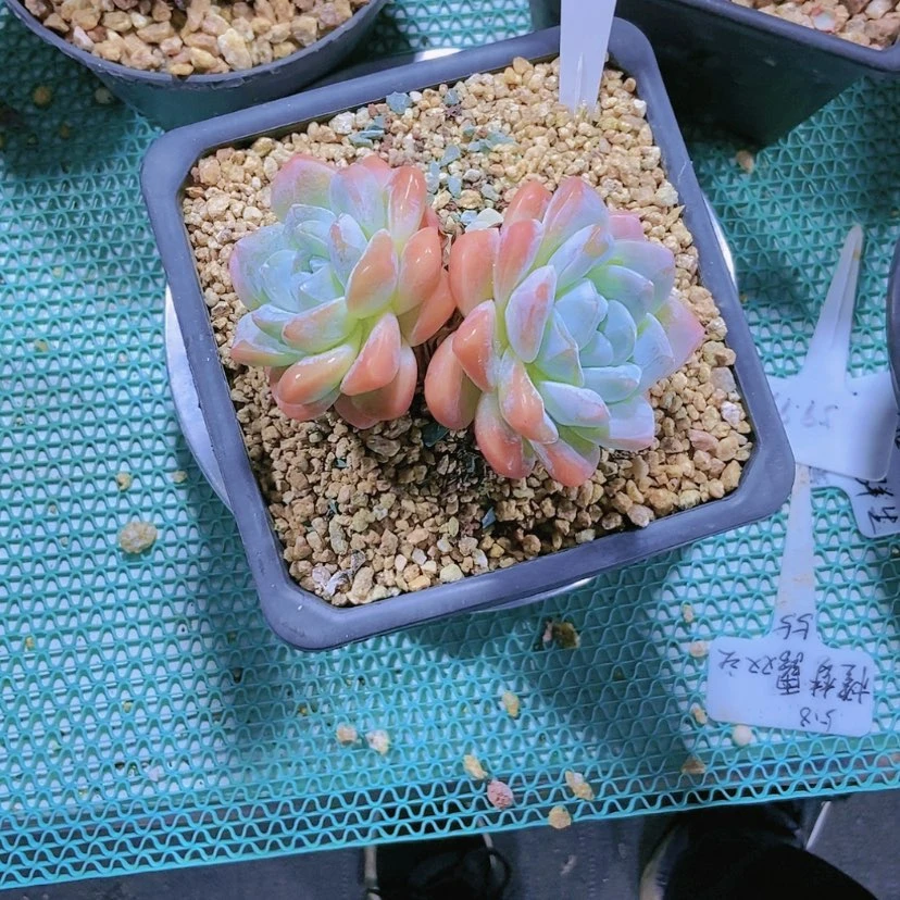 【闪购商品】杨2377