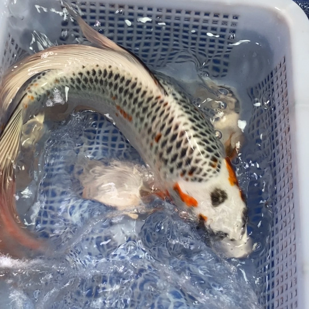 锦鲤冷水锦鲤包邮