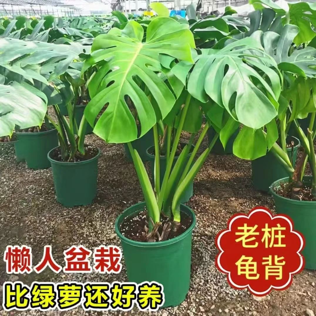 龟背竹盆栽绿植花卉室内客厅阳台好养四季常绿植物水培水养办公室