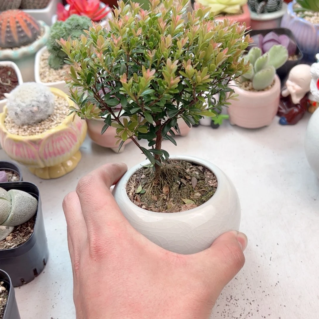 小叶迟南多肉11111