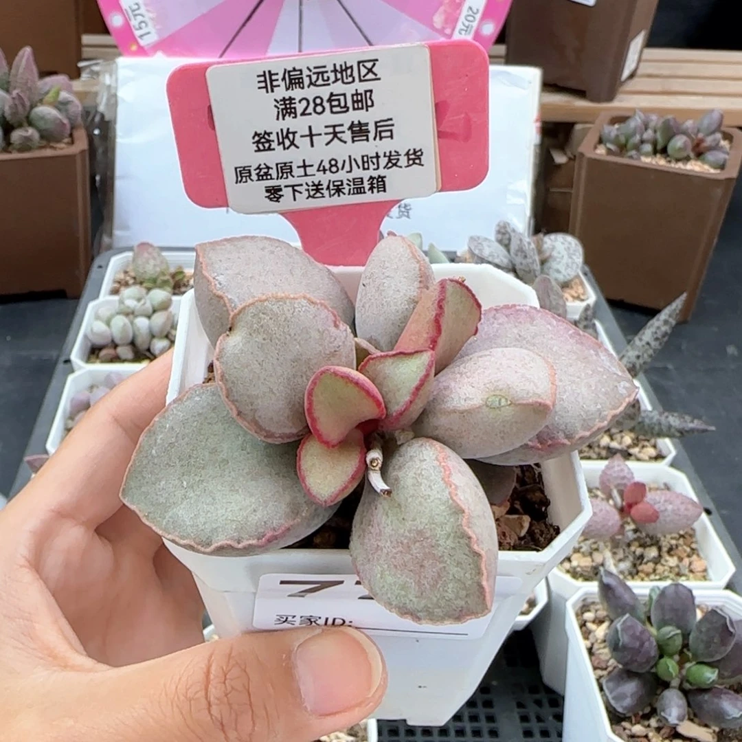 779金牛座微瑕多肉植物