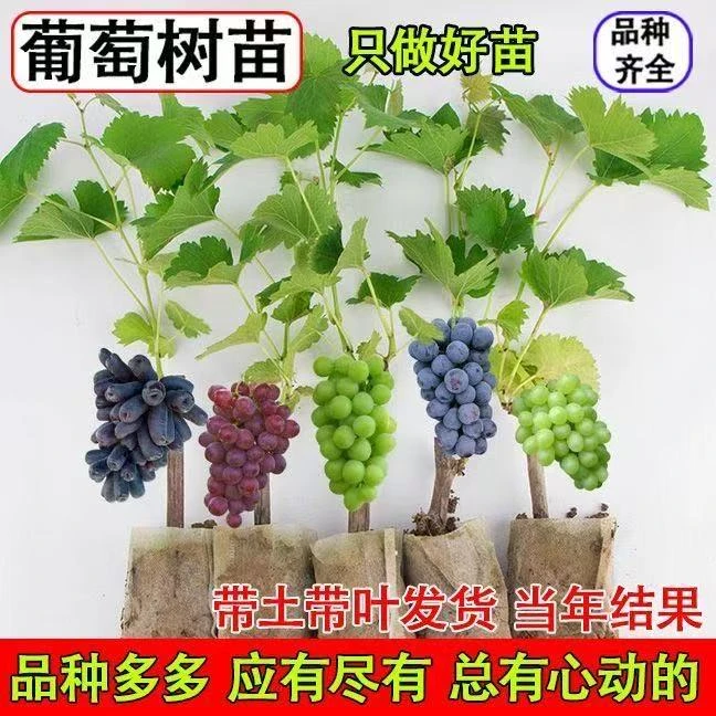 葡萄树苗基地直发带盆带土抗严寒耐高温阳台庭院南北方种植